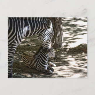 Carte Postale zèbre