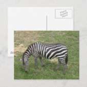 Carte Postale Zèbre (Devant / Derrière)