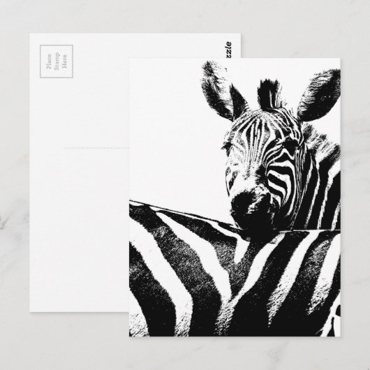 Carte Postale Zèbre (Devant / Derrière)