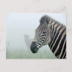 Carte Postale Zèbre