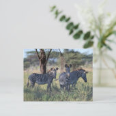 Carte Postale Zèbre 2 (Debout devant)