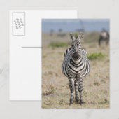 Carte Postale Zèbre 2 (Devant / Derrière)