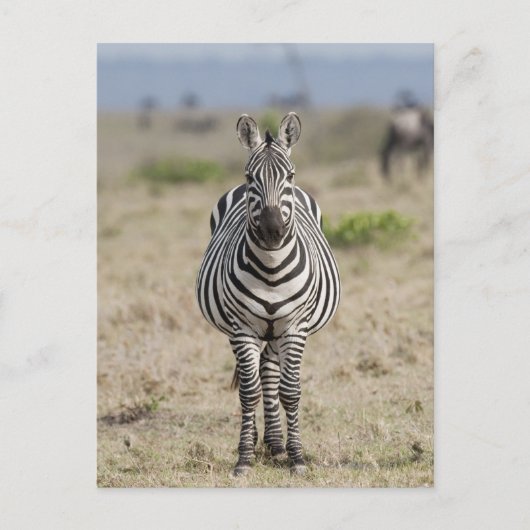 Carte Postale Zèbre 2 (Devant)
