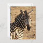 Carte Postale Zèbre sur la savane (Devant / Derrière)