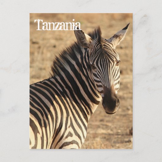 Carte Postale Zèbre, Tanzanie (Devant)