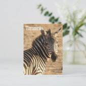 Carte Postale Zèbre, Tanzanie (Debout devant)