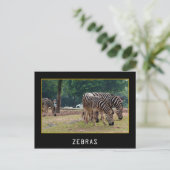 Carte Postale Zèbres (Debout devant)