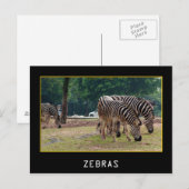 Carte Postale Zèbres (Devant / Derrière)