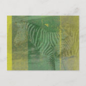 Carte Postale Zèbres (Devant)