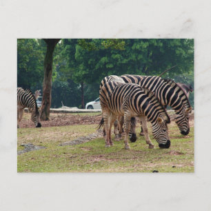 Carte Postale zèbres dans un zoo d'animaux sauvages
