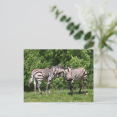 Carte postale Zèbres en amour (Debout devant)