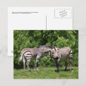 Carte postale Zèbres en amour (Devant / Derrière)
