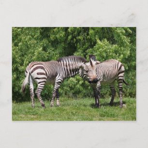 Carte postale Zèbres en amour