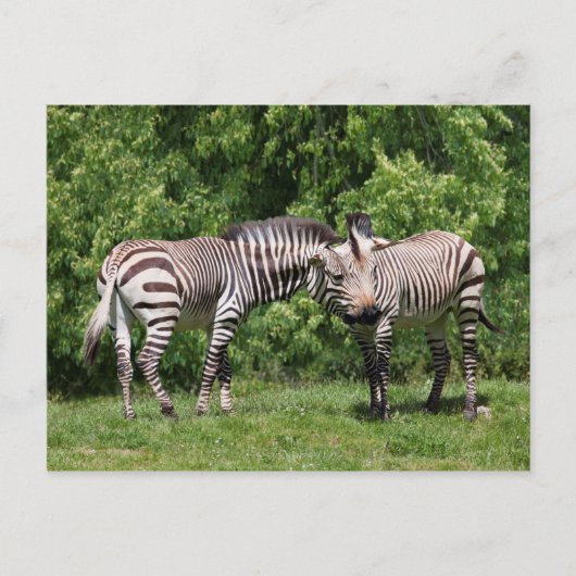 Carte postale Zèbres en amour (Devant)