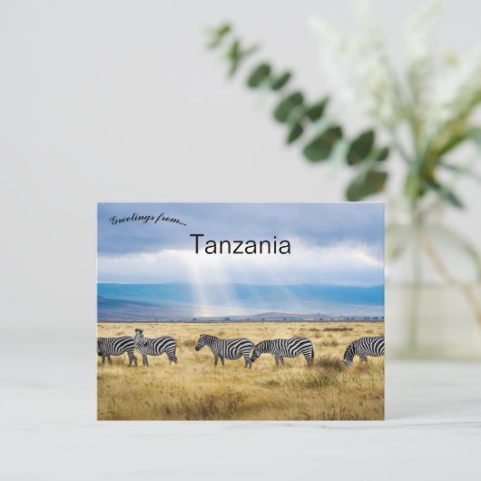 Carte Postale Zèbres en Tanzanie (Debout devant)