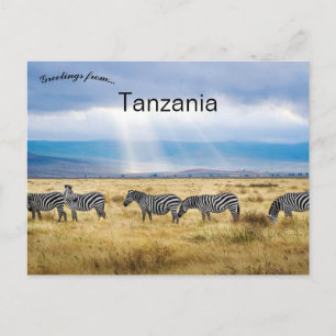 Carte Postale Zèbres en Tanzanie