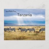 Carte Postale Zèbres en Tanzanie (Devant)