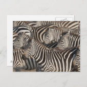 Carte Postale Zèbres, Kenya, Afrique (Devant / Derrière)