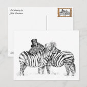 Carte Postale zèbres mariages (Devant / Derrière)