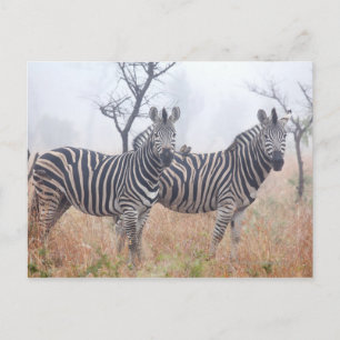 Carte Postale Zèbres tôt le matin poussière, Kruger National