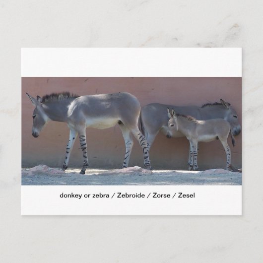 Carte Postale Zebrode (Devant)