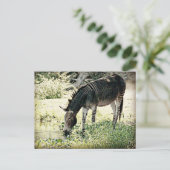 Carte Postale Zedonk (Debout devant)