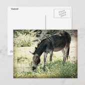 Carte Postale Zedonk (Devant / Derrière)