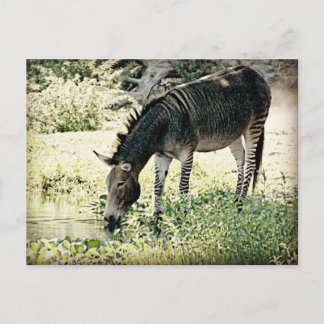 Carte Postale Zedonk