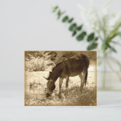 Carte Postale "Zedonk" (Debout devant)