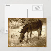 Carte Postale "Zedonk" (Devant / Derrière)