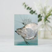 Carte Postale Zeidae Fish (Debout devant)