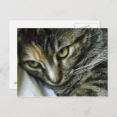 Carte Postale Zen Kitty (Devant / Derrière)