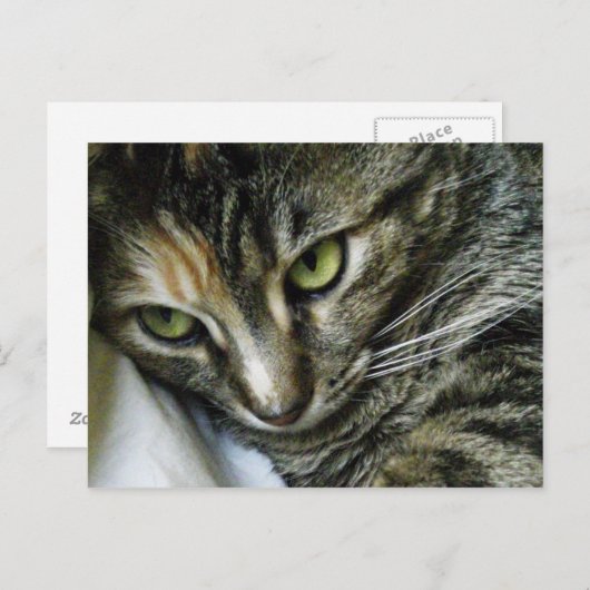 Carte Postale Zen Kitty (Devant / Derrière)