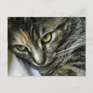 Carte Postale Zen Kitty