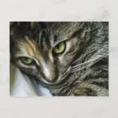 Carte Postale Zen Kitty (Devant)