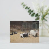 Carte Postale Ziegenfamilie (Debout devant)