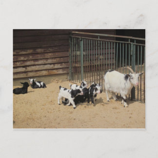Carte Postale Ziegenfamilie