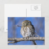 Carte Postale Zimbabwe. Gros plan de la chouette tachetée de per (Devant / Derrière)