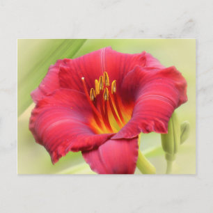 Carte Postale Zinger Daylily