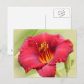 Carte Postale Zinger Daylily (Devant / Derrière)