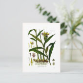 Carte Postale Zingiber officinalis (ginger) (Debout devant)