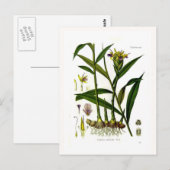 Carte Postale Zingiber officinalis (ginger) (Devant / Derrière)
