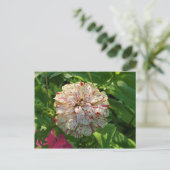 Carte postale Zinnia (Debout devant)