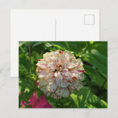 Carte postale Zinnia (Devant / Derrière)