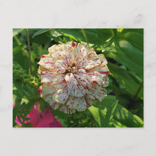 Carte postale Zinnia (Devant)