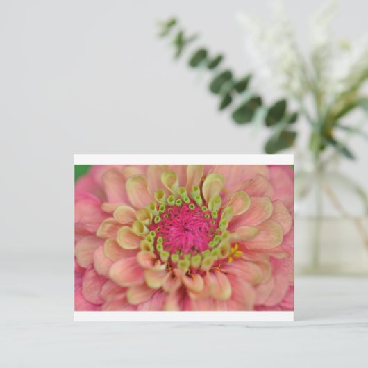 Carte Postale zinnia (Debout devant)