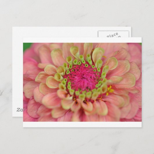 Carte Postale zinnia (Devant / Derrière)