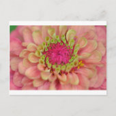 Carte Postale zinnia (Devant)
