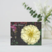 Carte Postale Zinnia blanche (Debout devant)