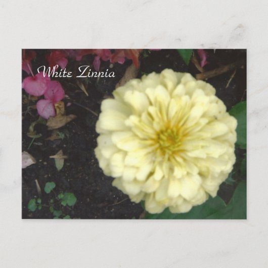 Carte Postale Zinnia blanche (Devant)